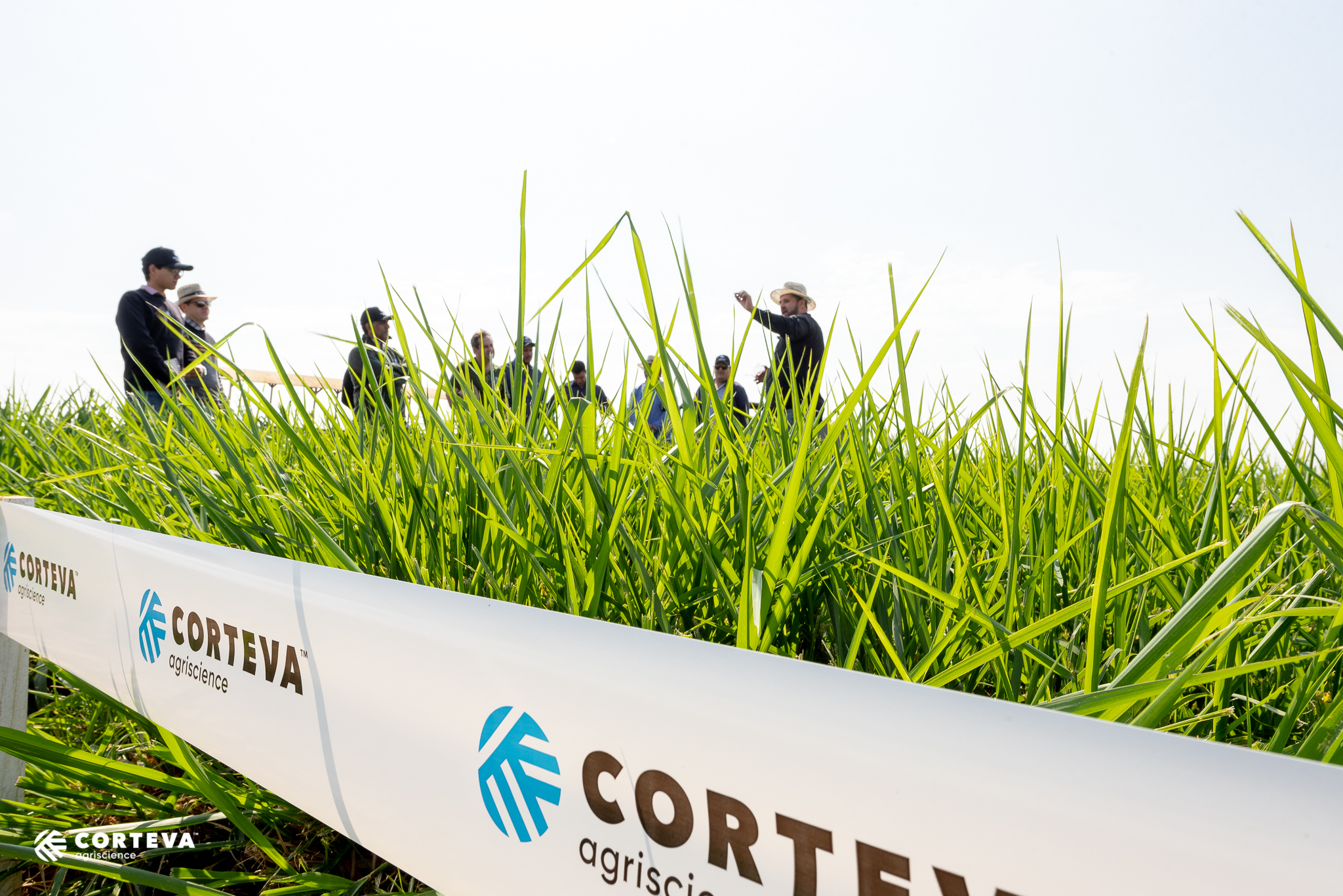 corteva-189 corteva-189